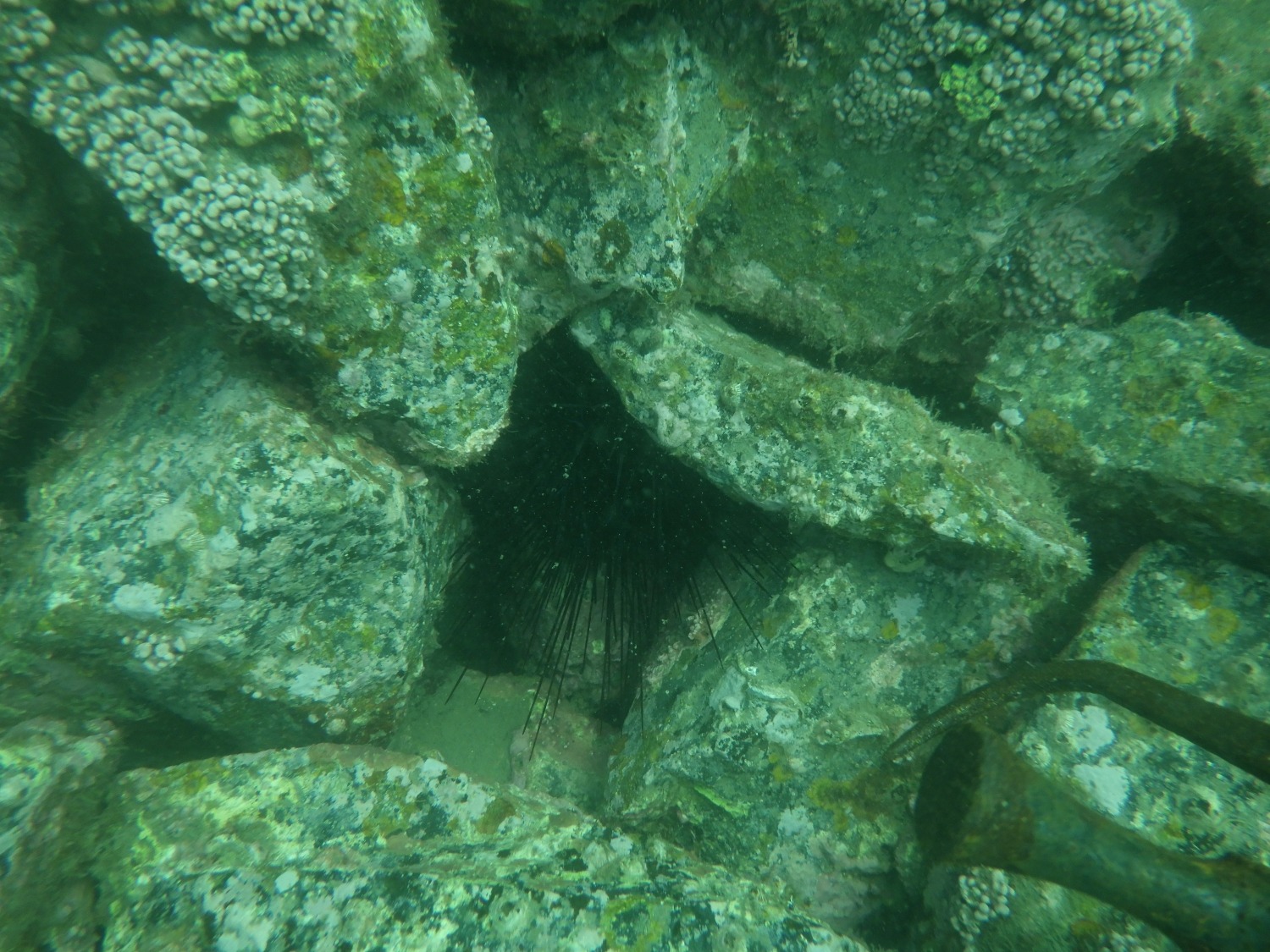 コラム〈海の未来を守るために、いま動く～ガンガゼバスターズの挑戦～〉を更新しました。のサムネイル